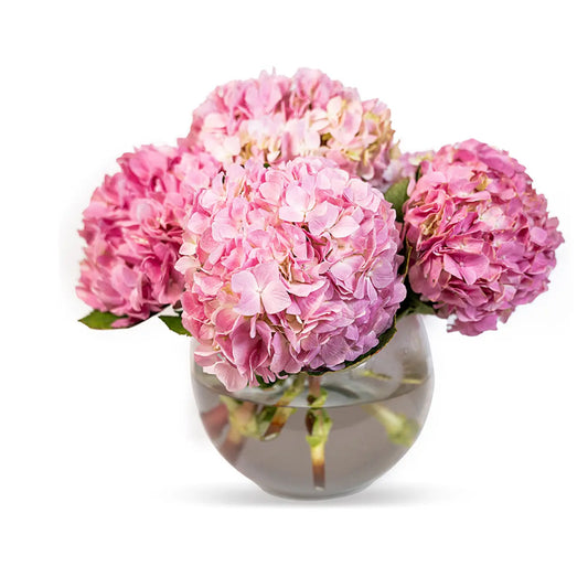 Cherry Blossom