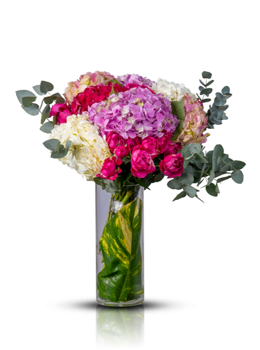 Hydrangea Blooms